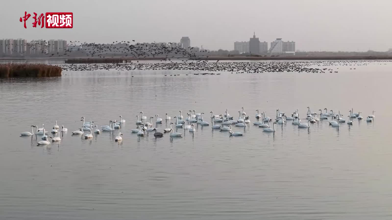 相关图片