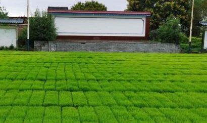相关图片